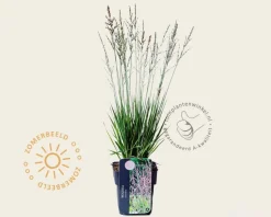 Molinia caerulea 'Heidezwerg'