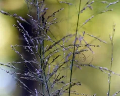 Molinia caerulea 'Moorhexe'