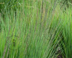 Molinia caerulea 'Moorhexe'