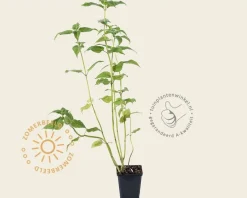 Monarda 'Cambridge Scarlet'