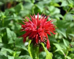 Monarda 'Cambridge Scarlet'