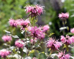 Monarda 'Croftway Pink'