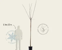 Morus alba 'Fruitless' - hoogstam
