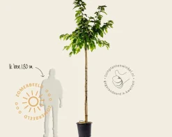 Morus alba 'Fruitless' - hoogstam