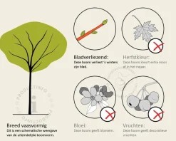 Morus alba 'Fruitless' - hoogstam