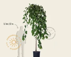 Morus alba 'Pendula' - 200 cm stam
