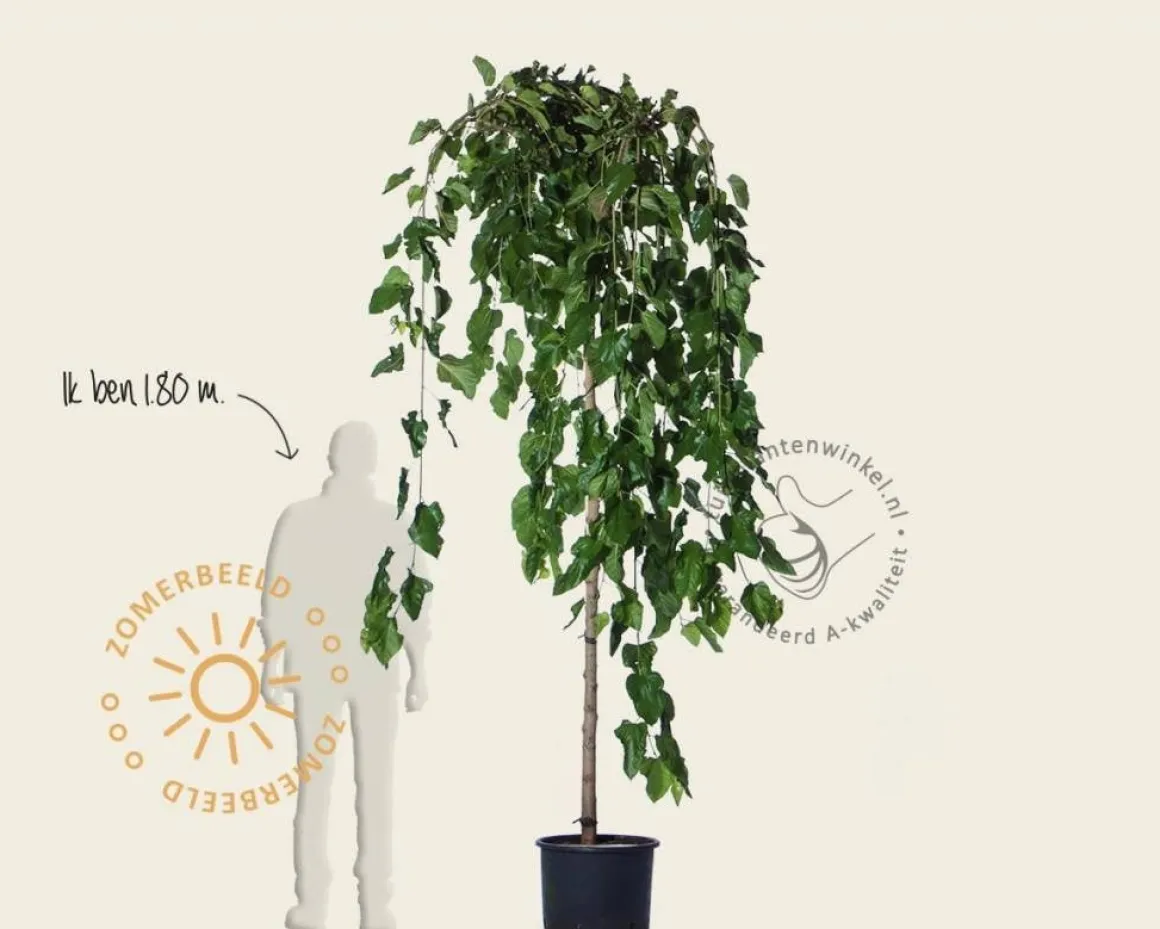 Morus alba 'Pendula' - 200 cm stam