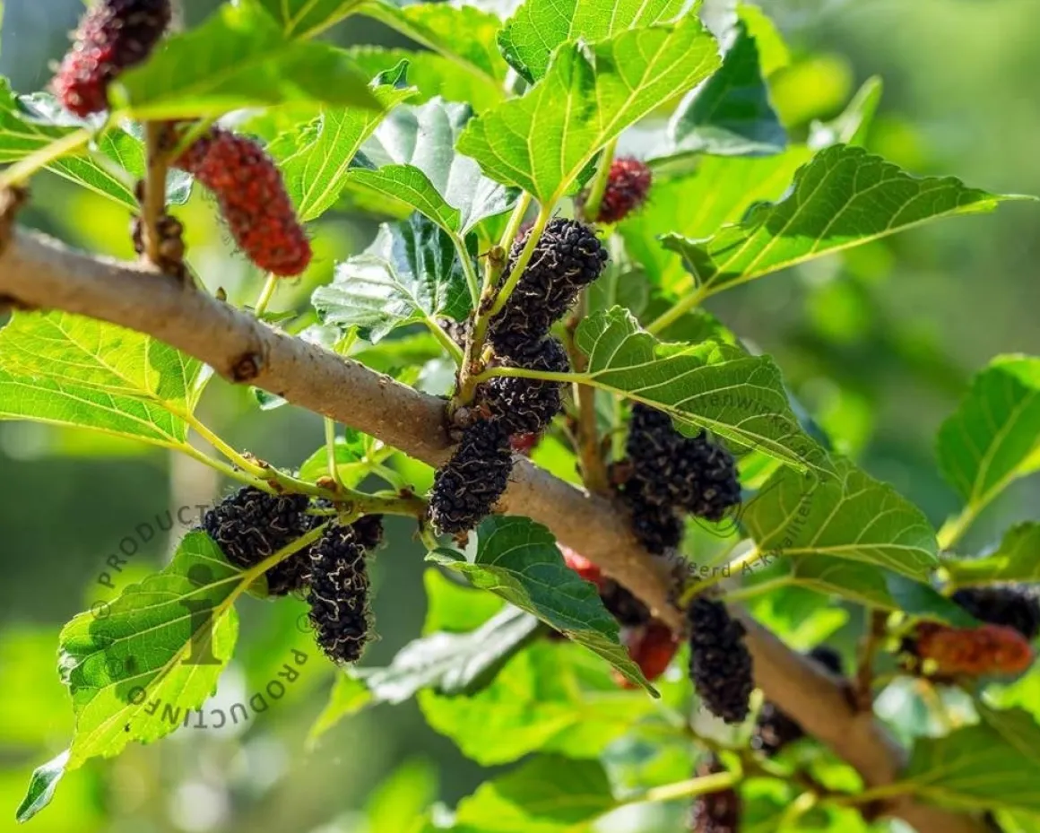 Morus nigra