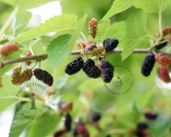 Morus rotundiloba 'BonBonBerry'  (Mojo Berry)