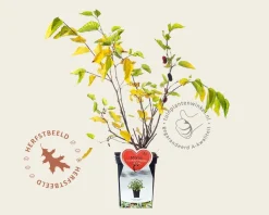 Morus rotundiloba 'BonBonBerry'  (Mojo Berry)