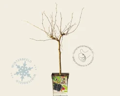 Morus rotundiloba 'Matsunaga'  (Mojo Berry) - mini