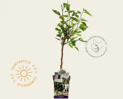 Morus rotundiloba 'Matsunaga'  (Mojo Berry) - mini