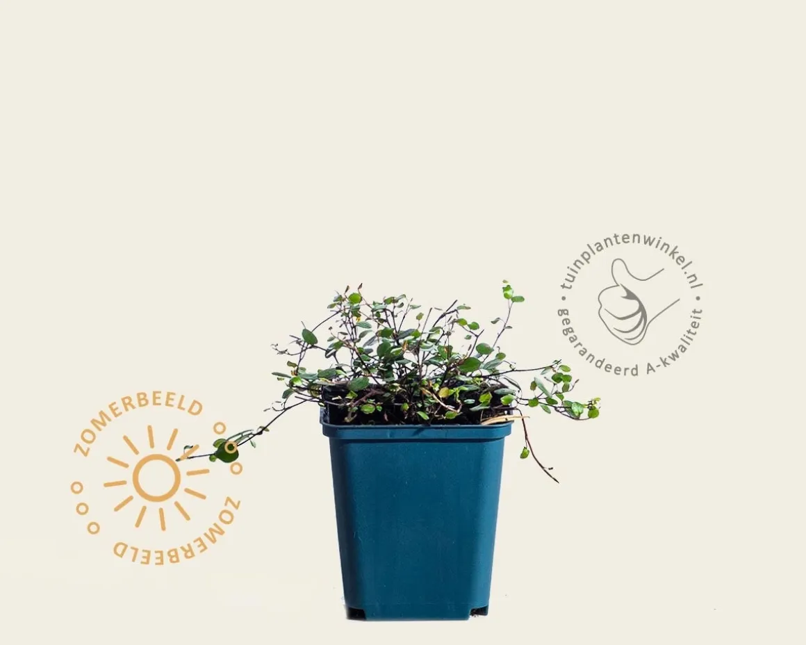 Muehlenbeckia complexa