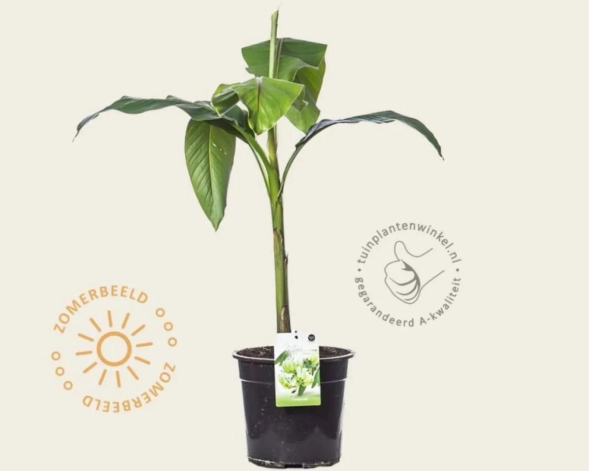 Musa basjoo 60/70