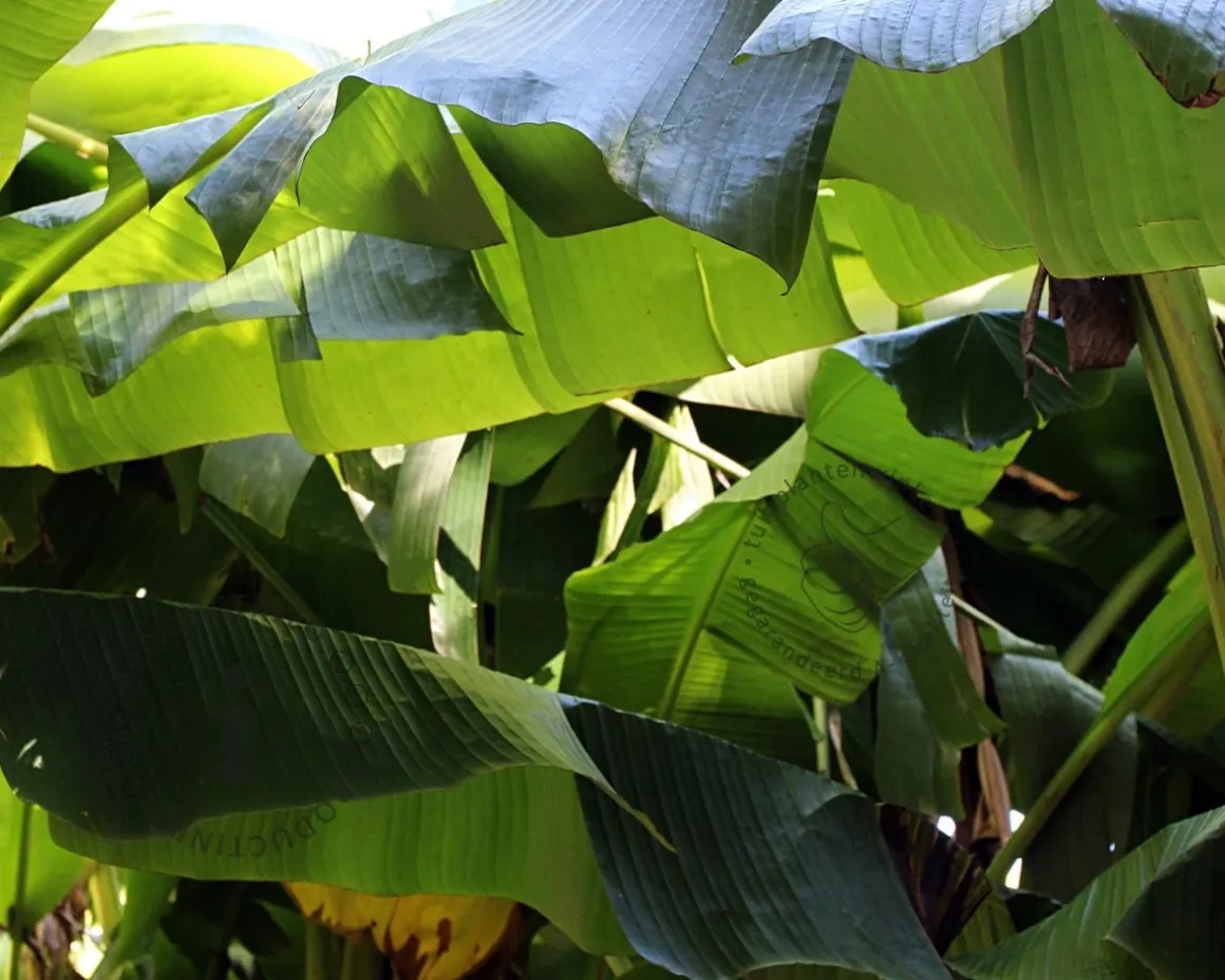 Musa basjoo 30/40