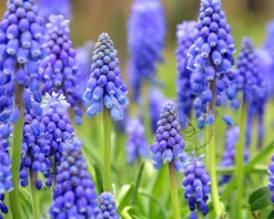 Muscari armeniacum