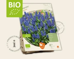 Muscari armeniacum - BIO