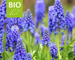 Muscari armeniacum - BIO
