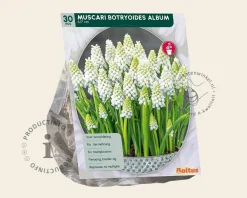 Muscari botryoides 'Album'