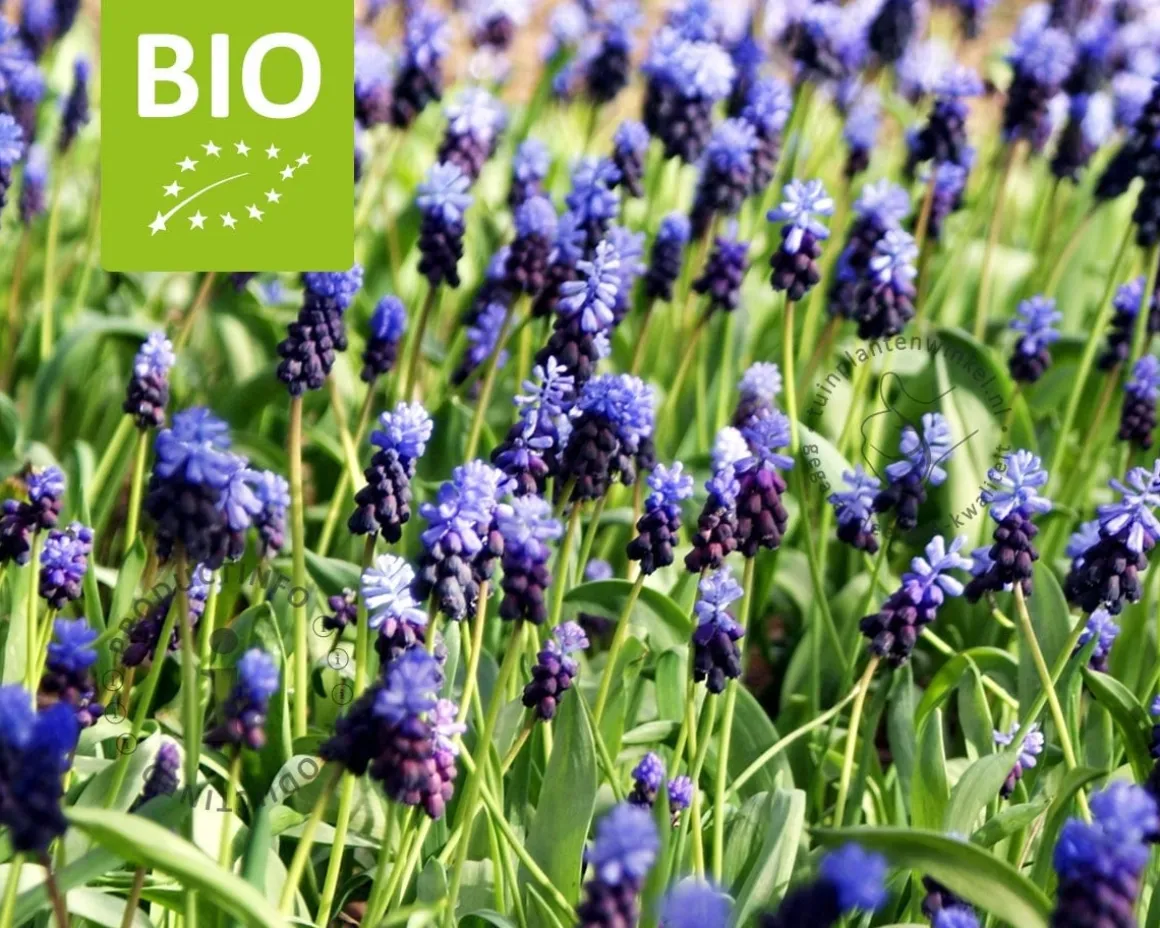 Muscari latifolium - BIO