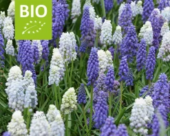 Muscari Mix - BIO
