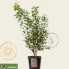 Myrica gale