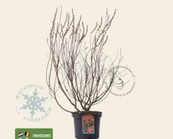 Myrica gale