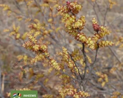 Myrica gale