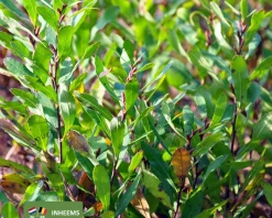 Myrica gale