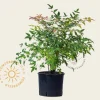 Nandina domestica