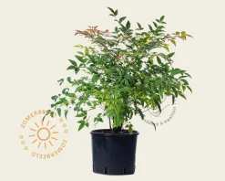 Nandina domestica