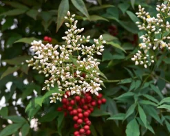 Nandina domestica