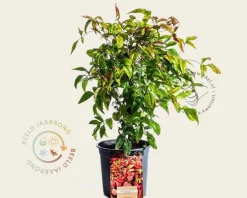Nandina domestica 'Firepower'