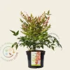 Nandina  domestica 'Gulfstream'
