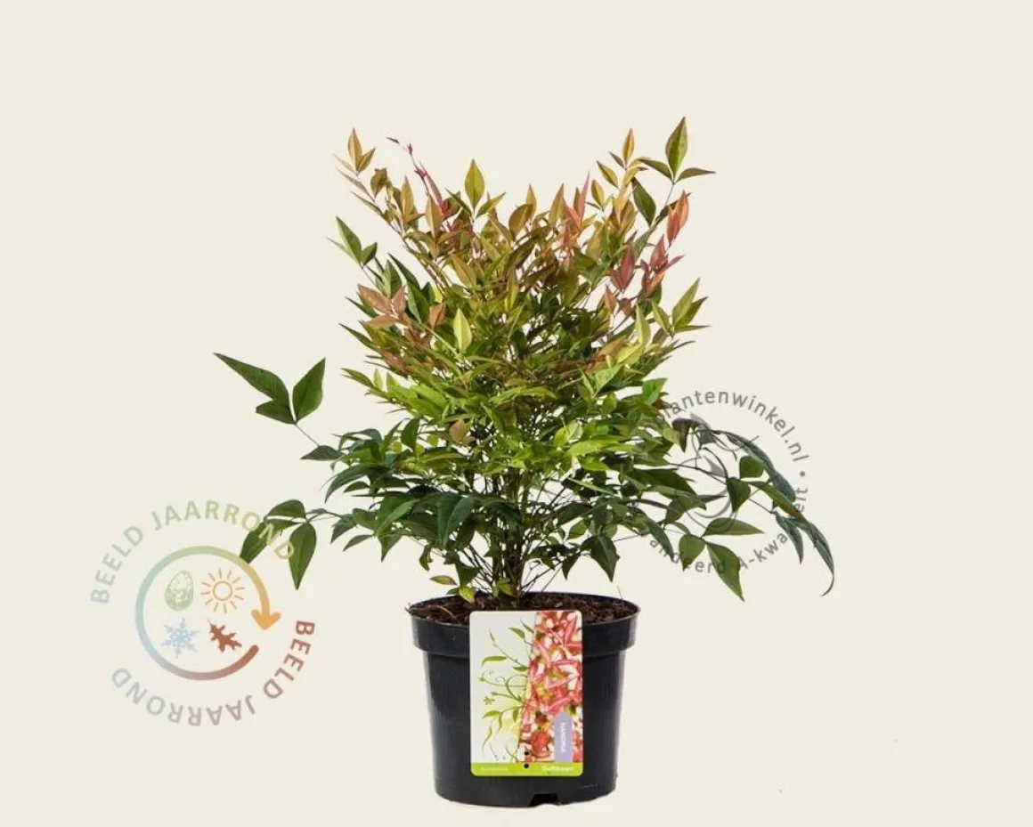 Nandina domestica 'Gulfstream'