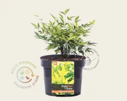 Nandina domestica 'Lemon and Lime'