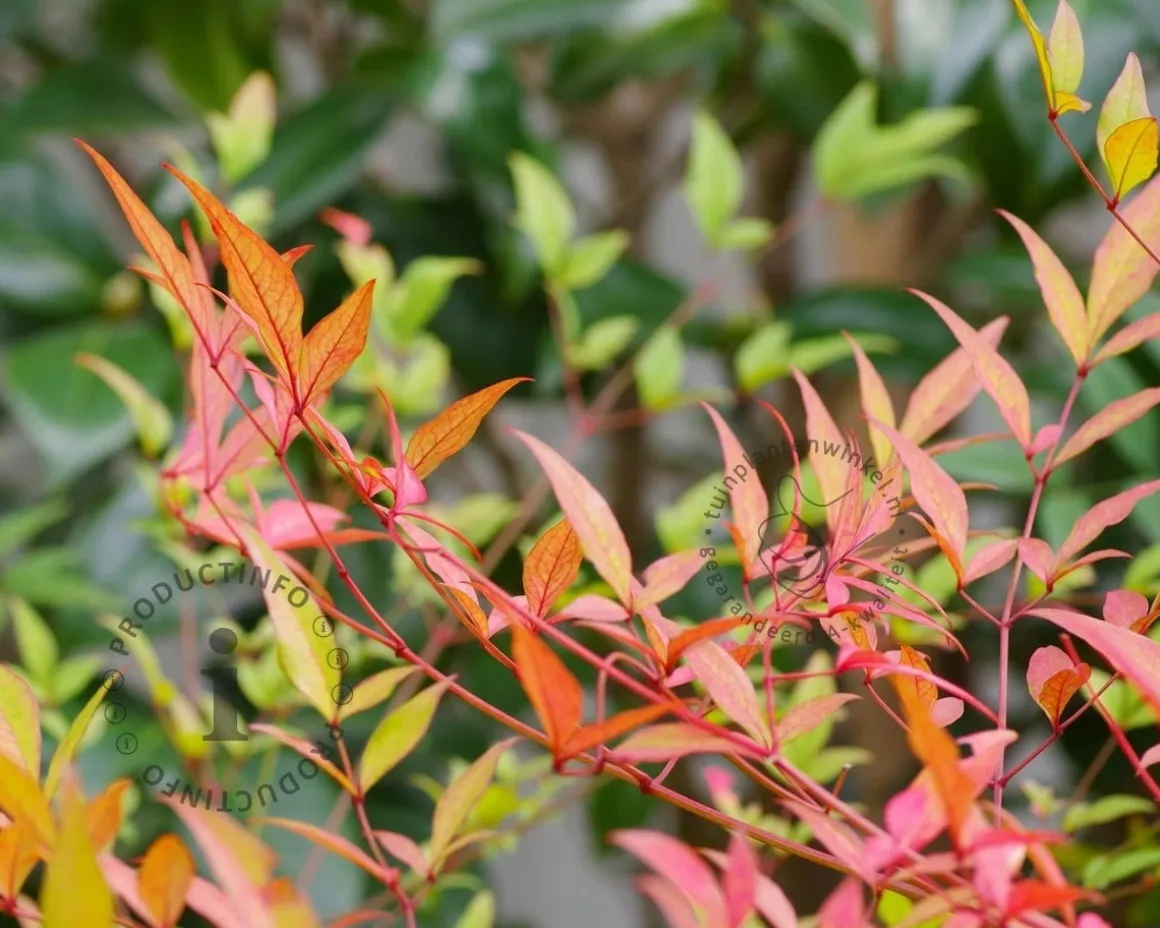 Nandina domestica 'Magical Sunrise'