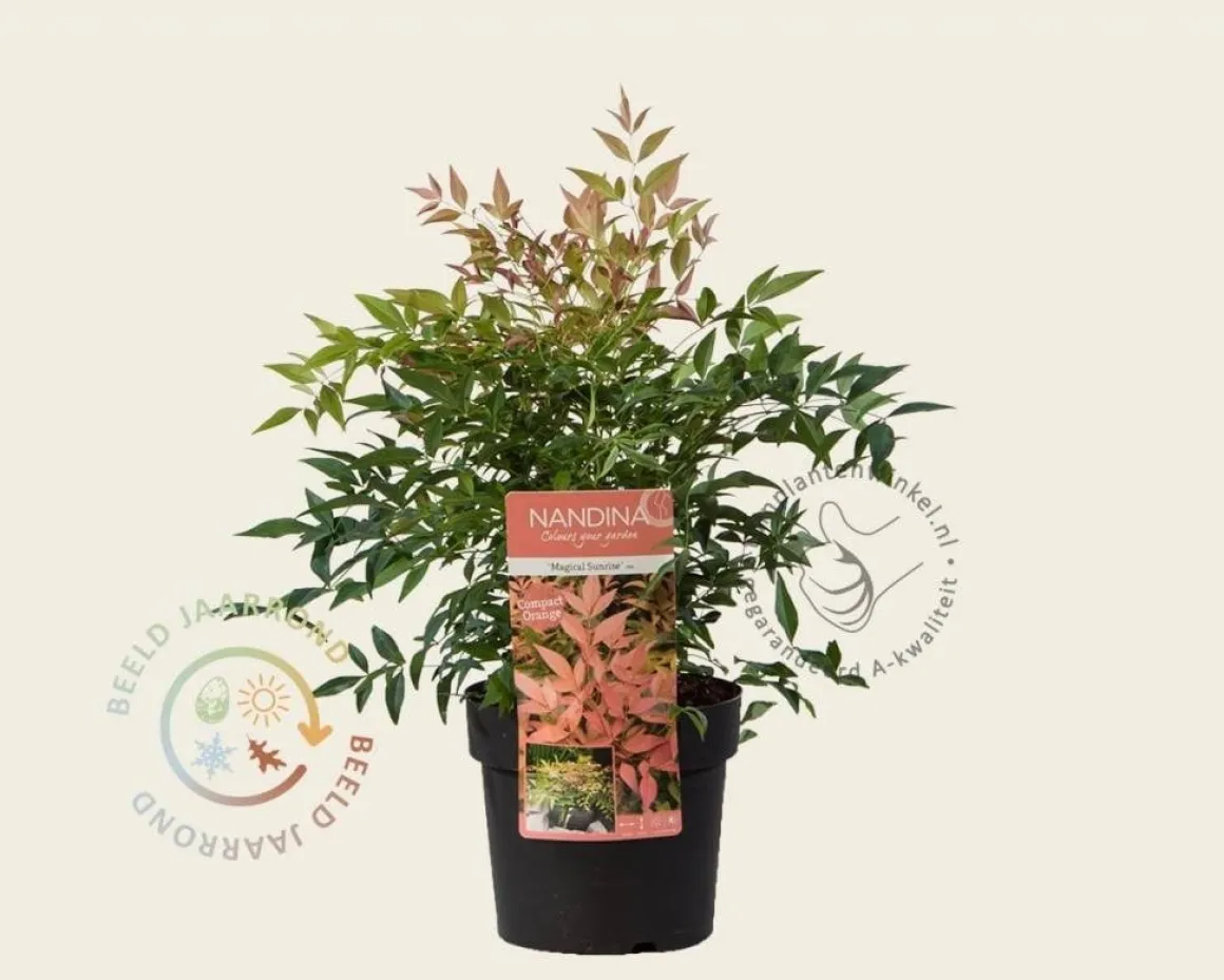 Nandina domestica 'Magical Sunrise'