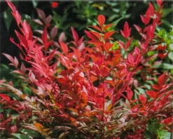 Nandina domestica 'Obsessed'