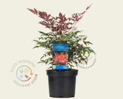 Nandina domestica 'Obsessed'