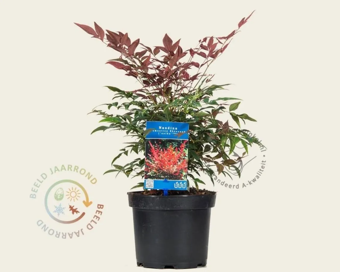 Nandina domestica 'Obsessed'