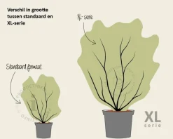 Nandina domestica 'Obsessed' - XL