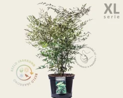 Nandina domestica - XL