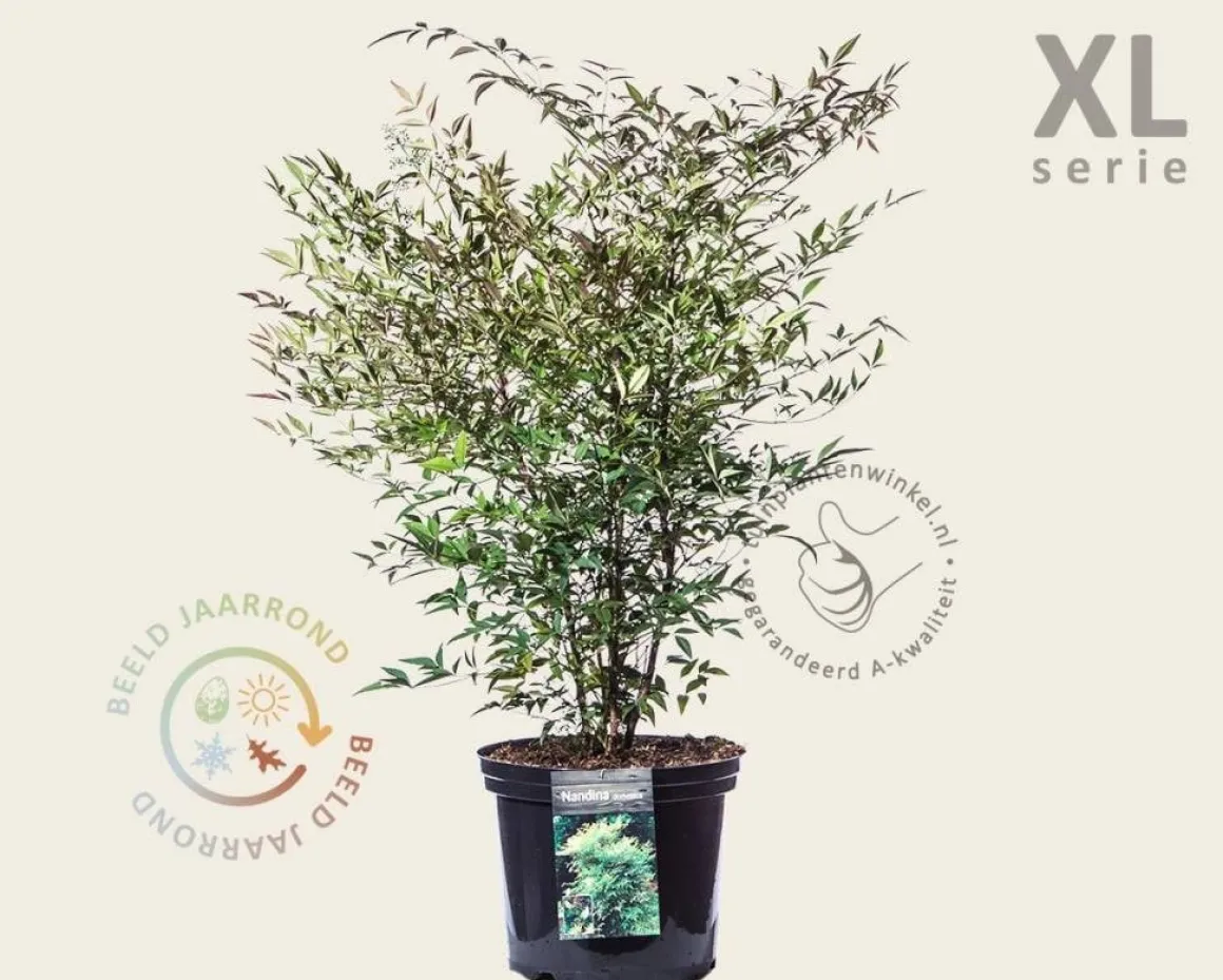 Nandina domestica - XL