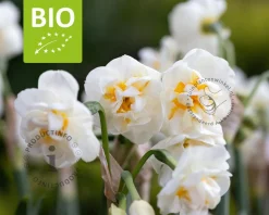 Narcissus 'Bridal Crown' - BIO