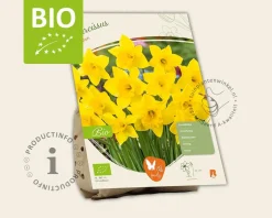 Narcissus 'Carlton' - BIO