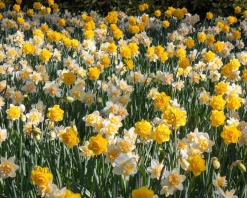 Narcissus Double Mix