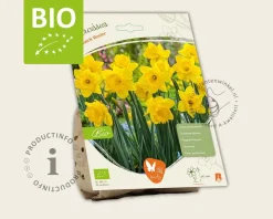Narcissus 'Dutch Master' - BIO