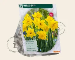 Narcissus Geel Trumpet