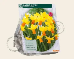 Narcissus 'Jetfire'